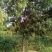 白蜡树10~12cm10~12cm