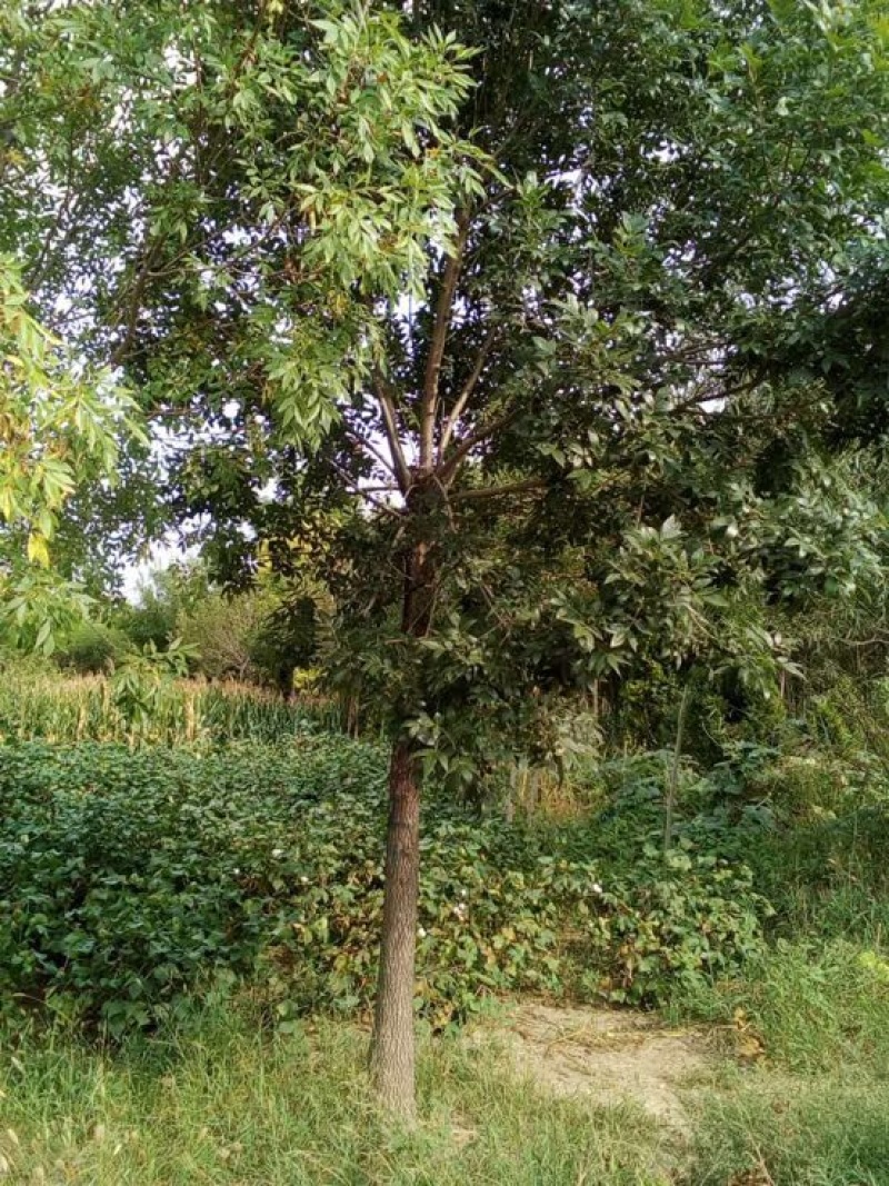 白蜡树10~12cm10~12cm