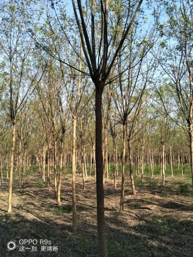 白蜡树10~12cm10~12cm