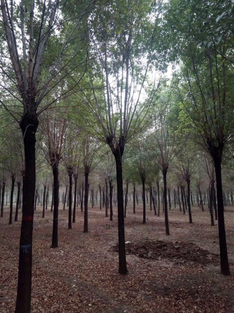 白蜡树10~12cm10~12cm