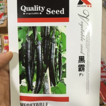 茄子种子