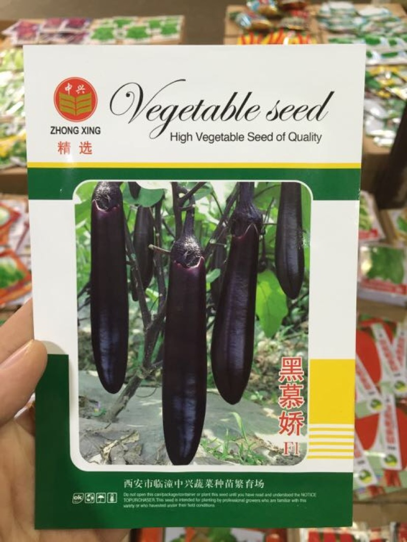 茄子种子