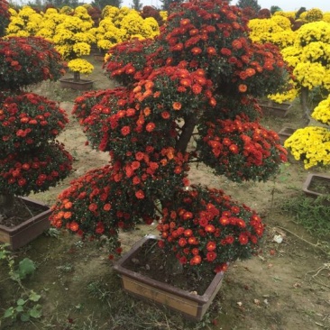 菊花苗