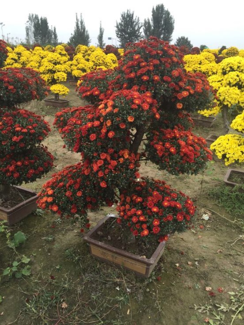 菊花苗