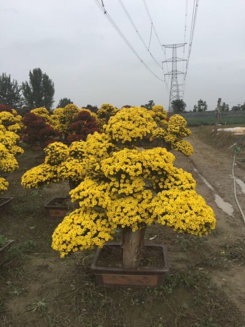 菊花苗