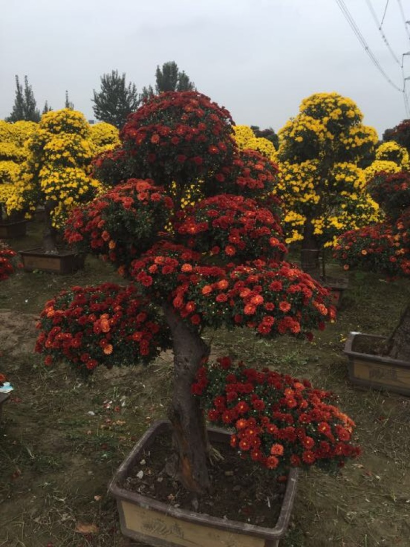 菊花苗