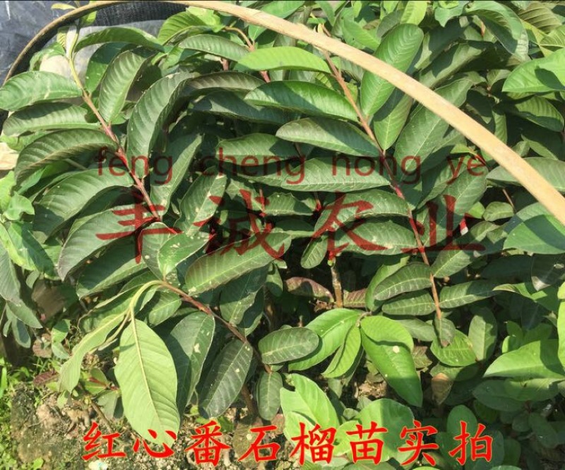红宝石芭乐苗