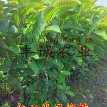 红宝石芭乐苗