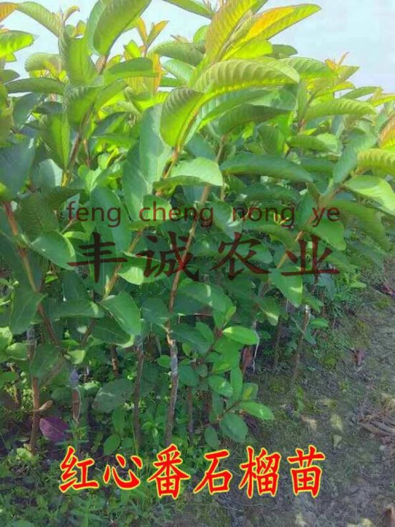 红宝石芭乐苗