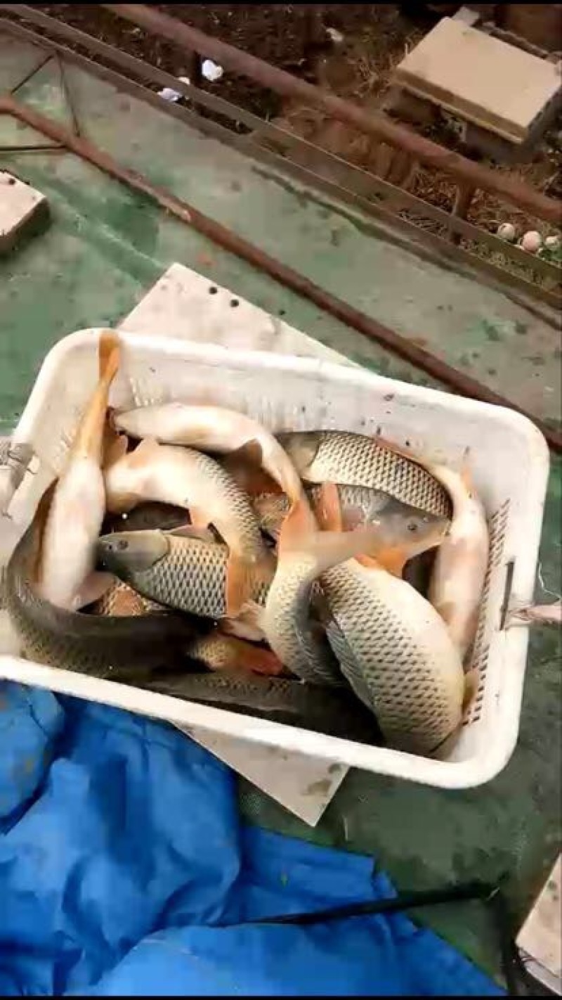 池鲤鱼