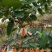 红宝石芭乐苗