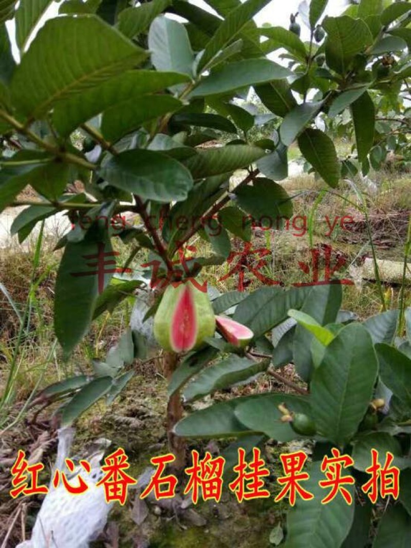 红宝石芭乐苗