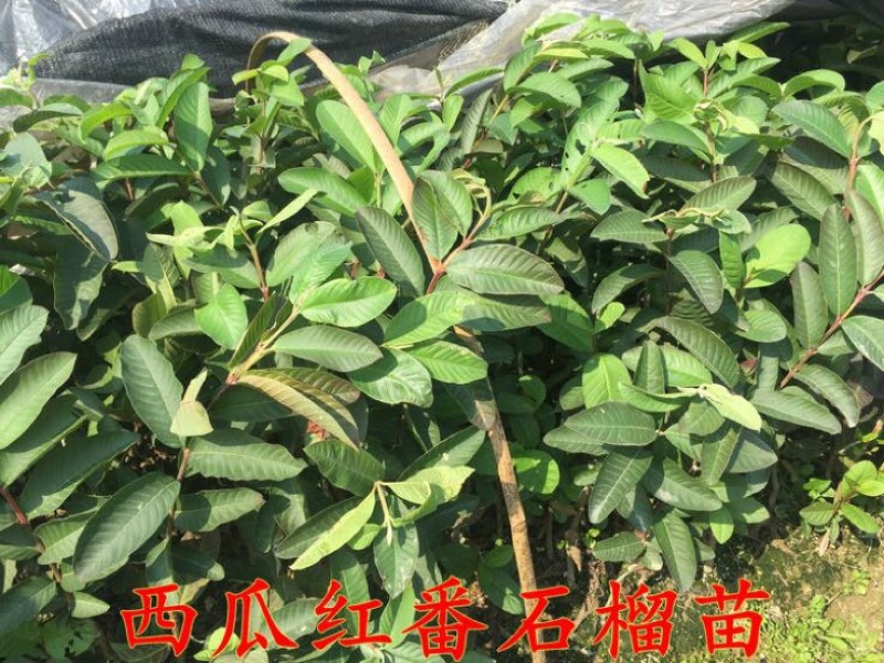 红宝石芭乐苗