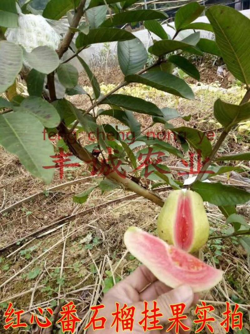 红宝石芭乐苗