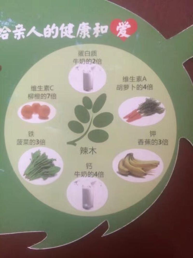 辣木茶特级