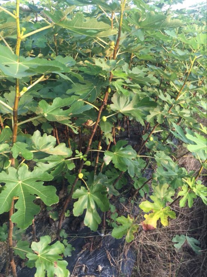 无花果树苗1.5~2m