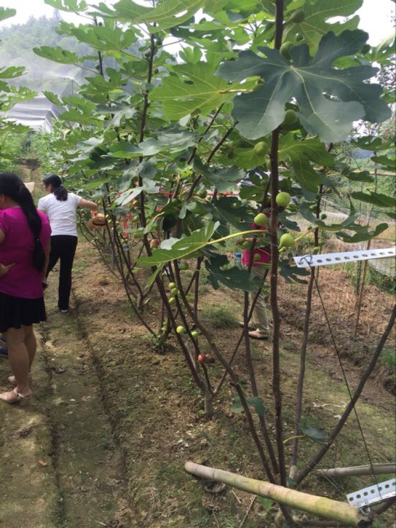 无花果树苗1.5~2m