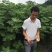 无花果树苗1.5~2m