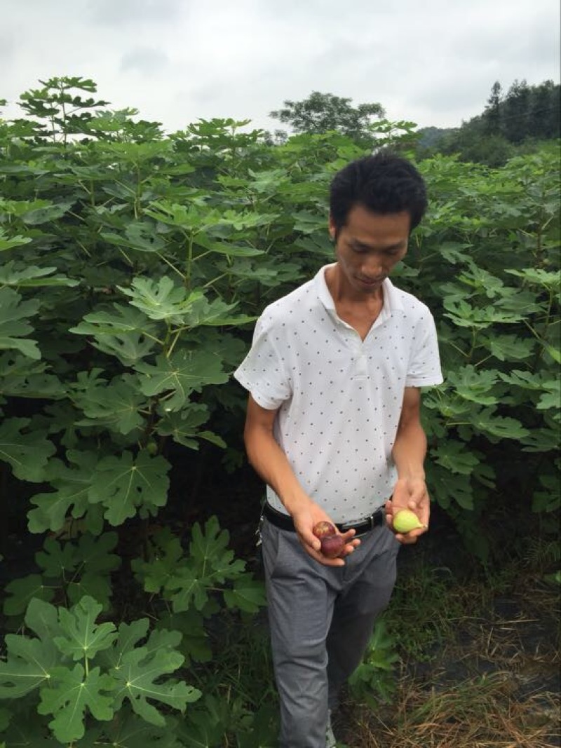 无花果树苗1.5~2m