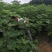 无花果树苗1.5~2m