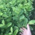 珍珠番石榴苗珍珠芭乐30~50cm杯苗