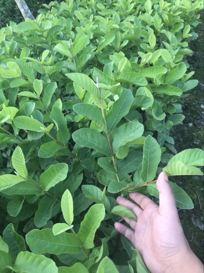 珍珠番石榴苗珍珠芭乐30~50cm杯苗