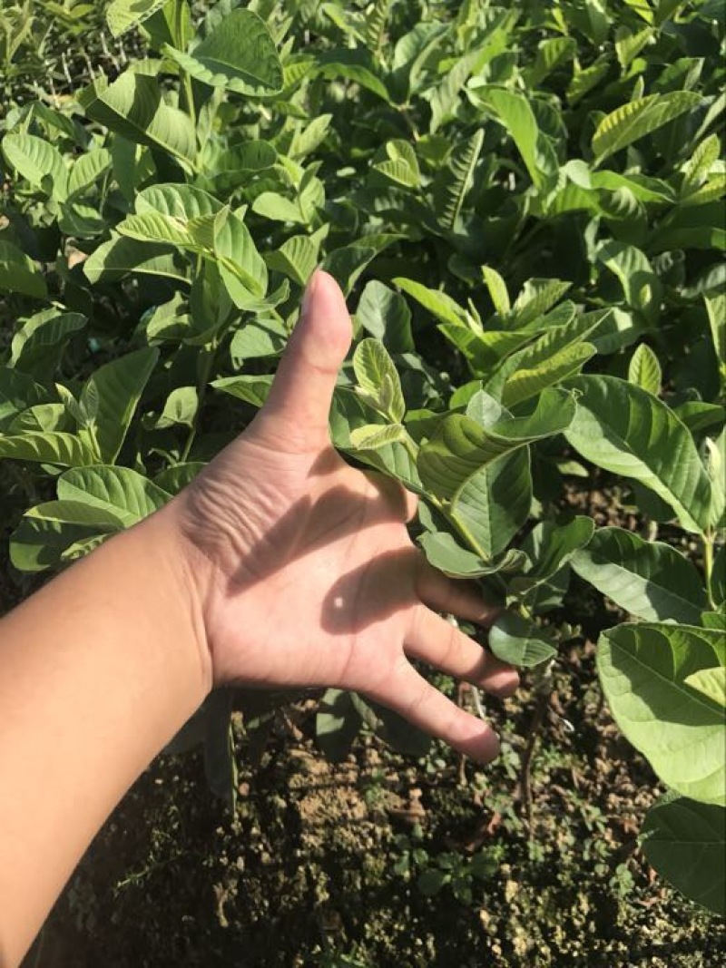 珍珠番石榴苗珍珠芭乐30~50cm杯苗