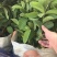 珍珠番石榴苗珍珠芭乐30~50cm杯苗