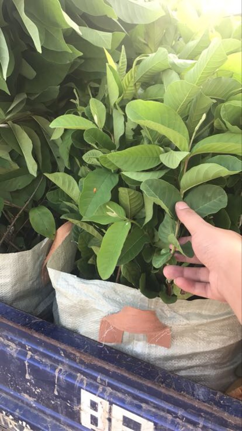 珍珠番石榴苗珍珠芭乐30~50cm杯苗