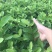 珍珠番石榴苗珍珠芭乐30~50cm杯苗