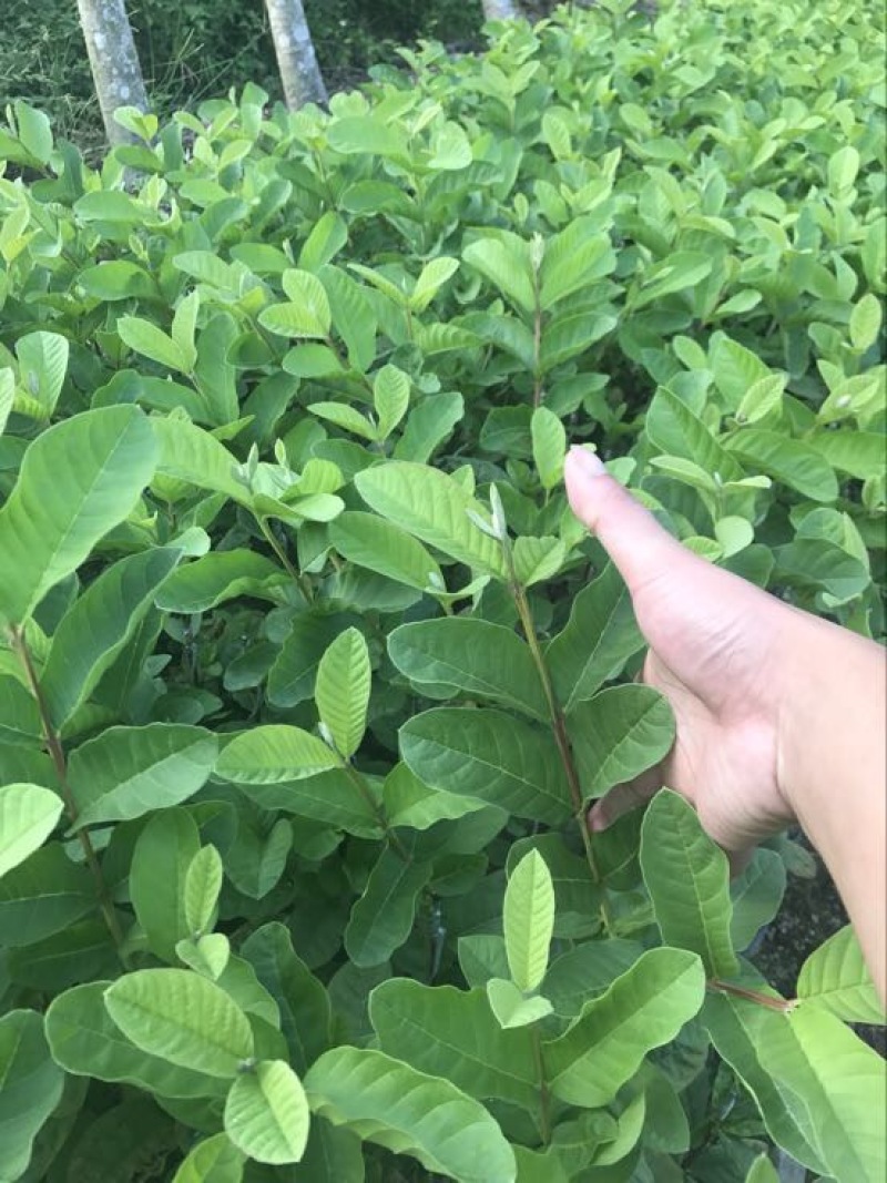 珍珠番石榴苗珍珠芭乐30~50cm杯苗