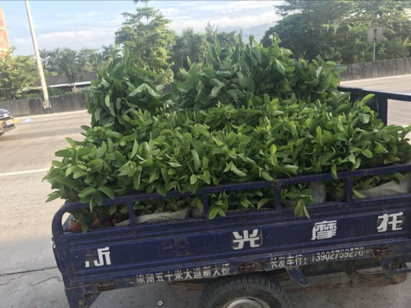 珍珠番石榴苗珍珠芭乐30~50cm杯苗