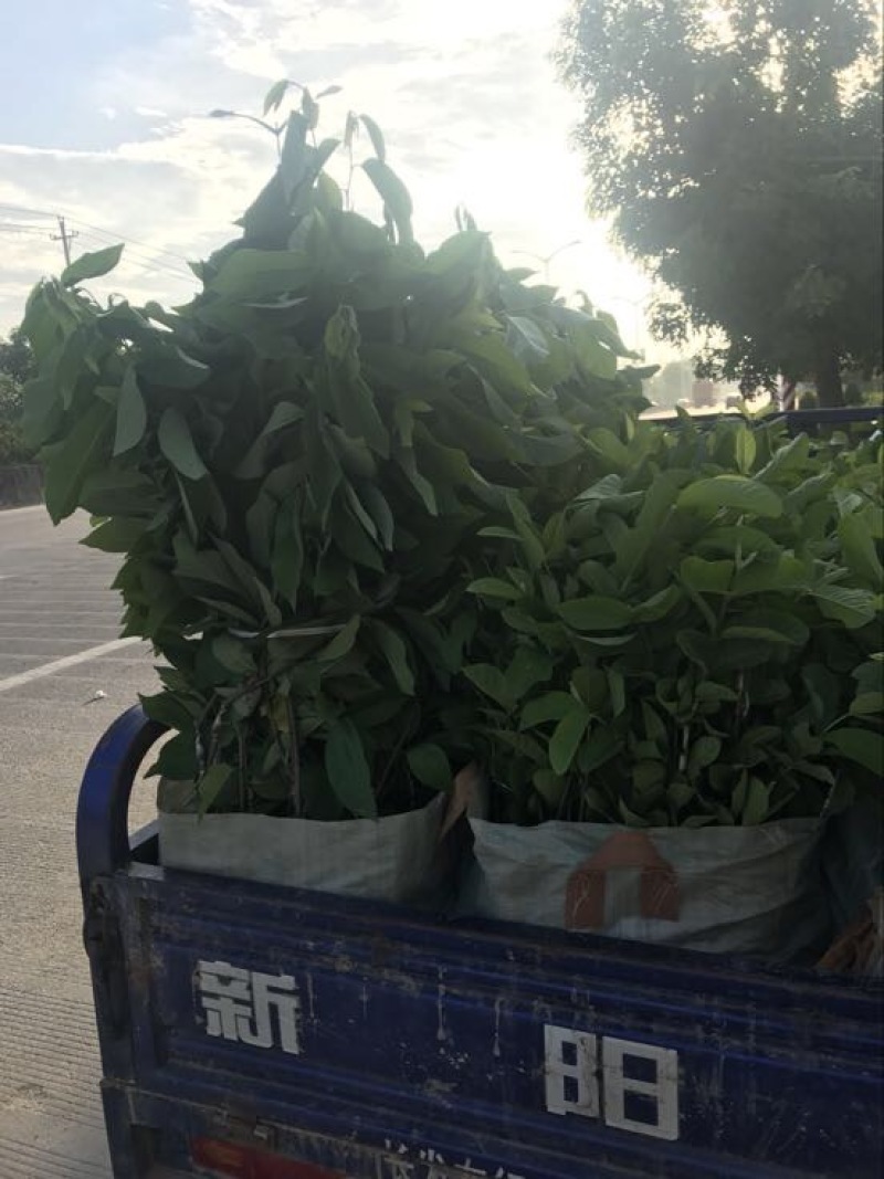 珍珠番石榴苗珍珠芭乐30~50cm杯苗
