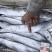 刀鱼食用冰鲜鱼