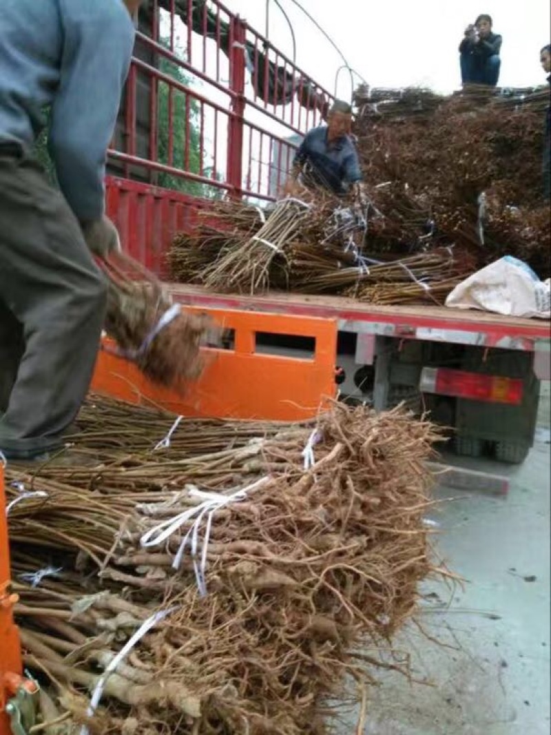 脆红李子树苗脱骨李子苗嫁接苗产地直销【批发】技术指导