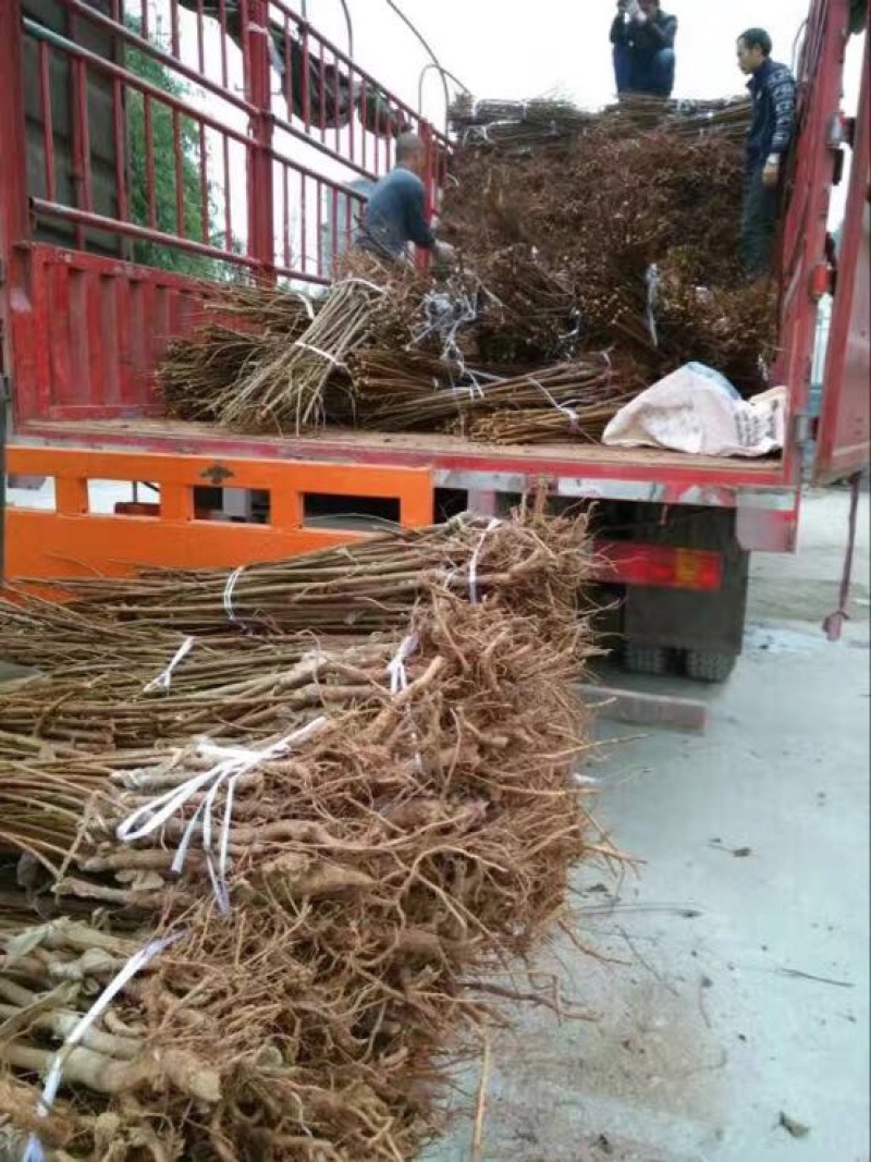 脆红李子树苗脱骨李子苗嫁接苗产地直销【批发】技术指导