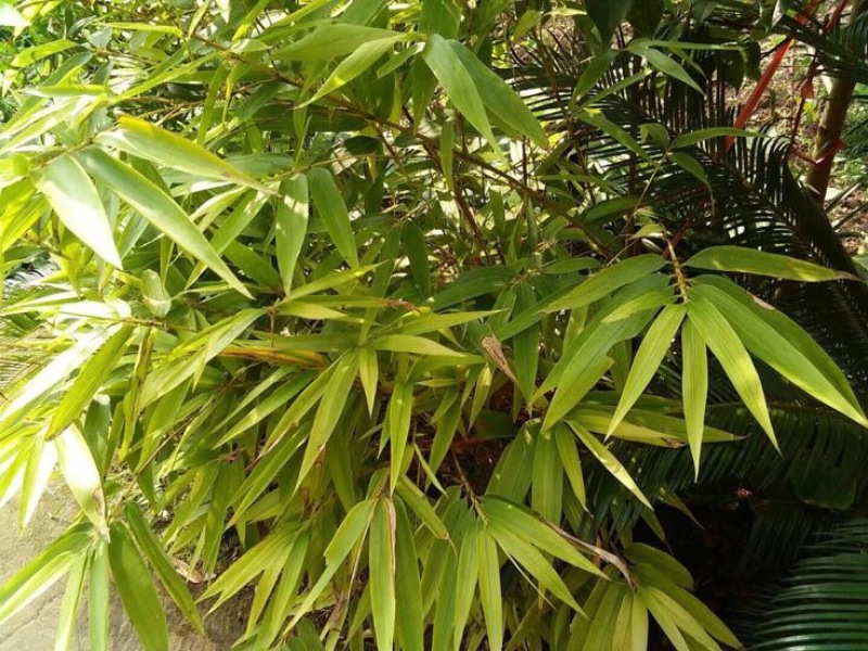 毛竹种子，新鲜采摘，大量供应中，有需要的联系