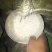 红薯淀粉散装