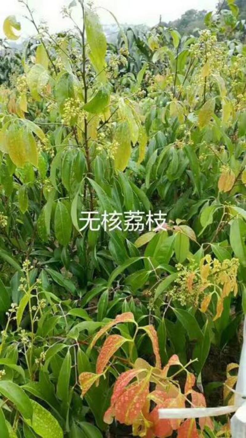 无核荔枝苗50~80cm