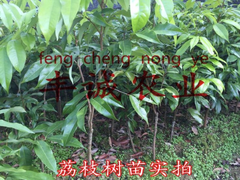 荔枝苗50~80cm