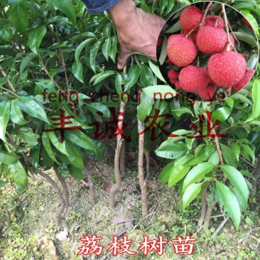 荔枝苗50~80cm