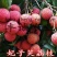 荔枝苗50~80cm