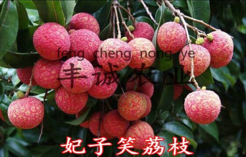 荔枝苗50~80cm