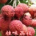荔枝苗50~80cm