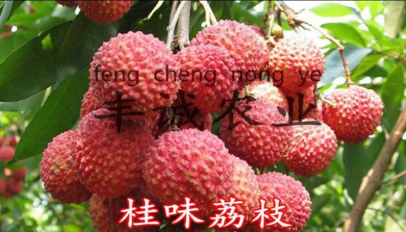 荔枝苗50~80cm