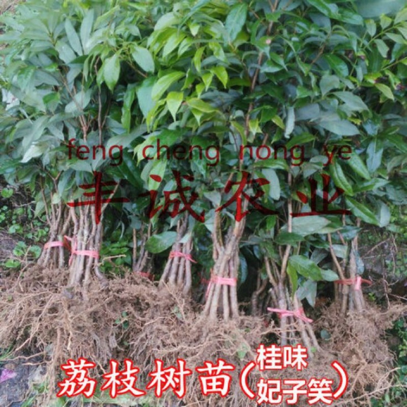 荔枝苗50~80cm