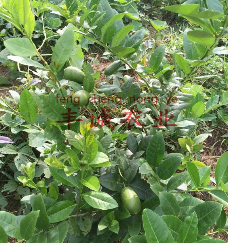 香水柠檬树苗50~80cm