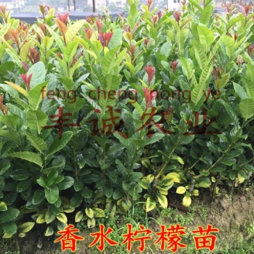 香水柠檬树苗50~80cm