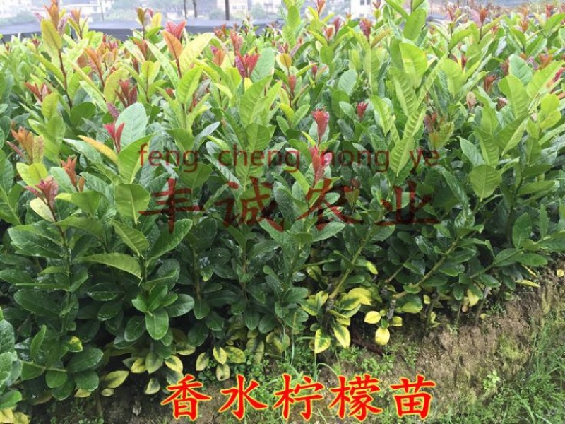 香水柠檬树苗50~80cm