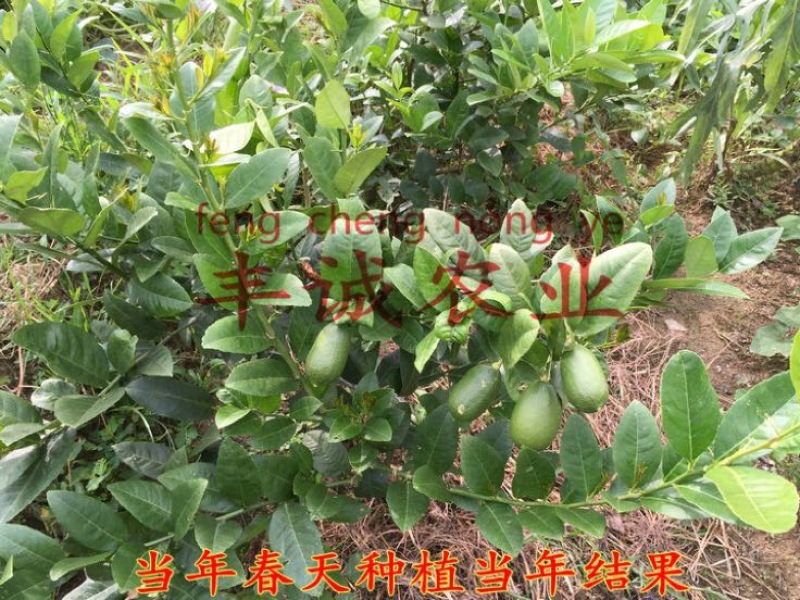 香水柠檬树苗50~80cm